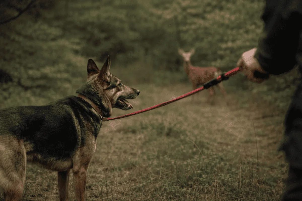 Anti-Jagd-Training