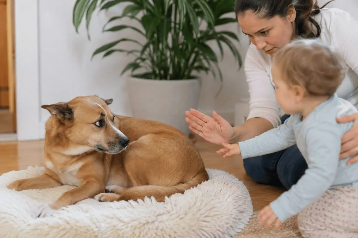 Kind und Hund im Wohnzimmer: Ein Kleinkind nähert sich einem liegenden Hund, während ein Erwachsener die Interaktion aufmerksam begleitet und auf Körpersprache achtet.