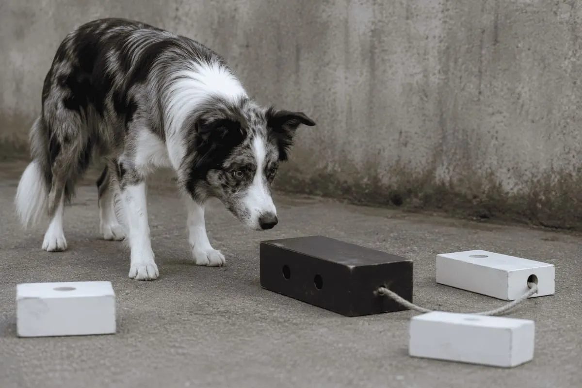 Ein Hund betrachtet aufmerksam mehrere unterschiedlich angeordnete Objekte eines Problemlöse- und Lernparadigmas. Die Szene veranschaulicht Verhaltensflexibilität, Exploration und Problemlösen bei Hunden.