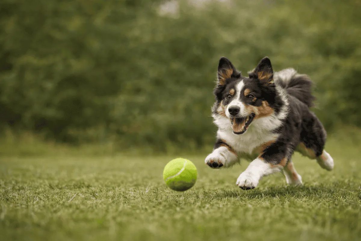Hund läuft über eine Wiese und jagt einen Tennisball – dynamisches Ballspiel für Hunde im Freien