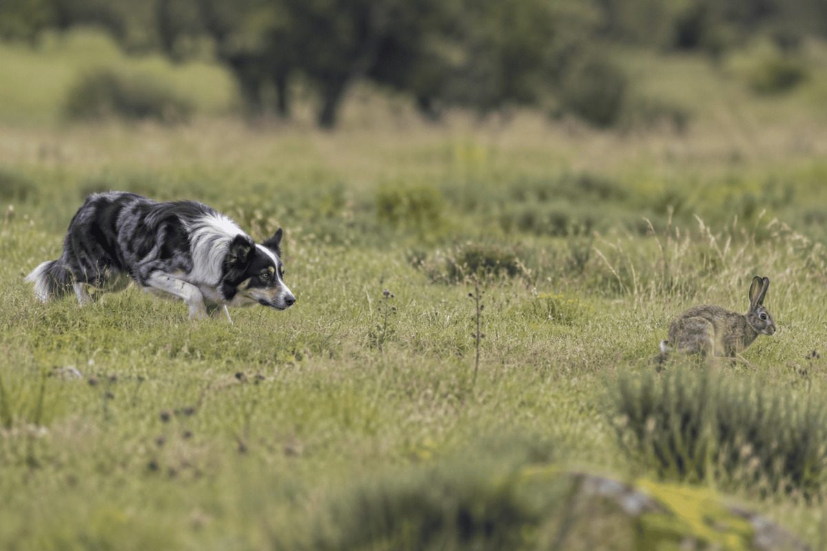 Border Collie crouching low and focusing on a rabbit in a grassy field, illustrating the predatory sequence of orienting, stalking and chasing behaviour in dogs.
