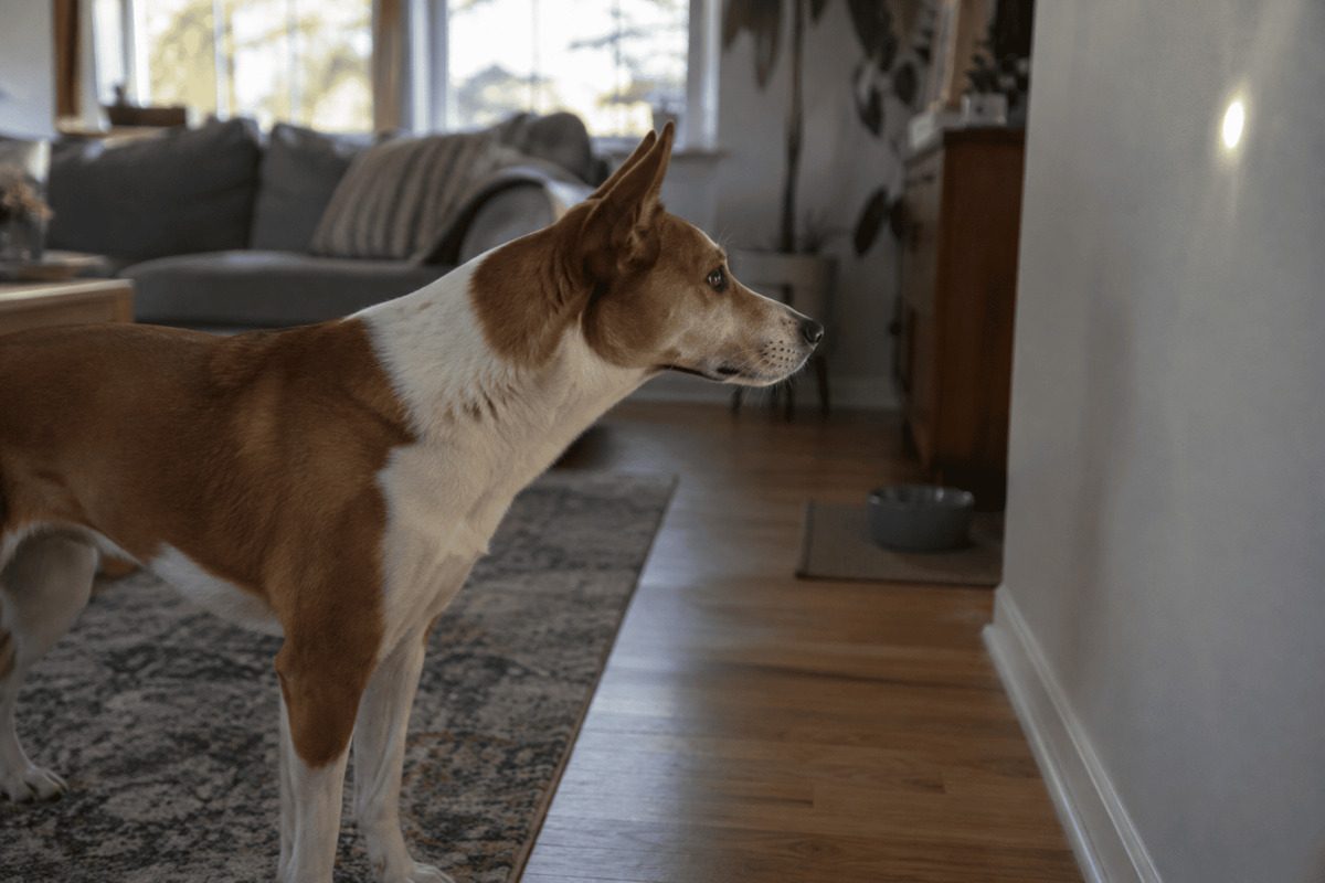 Hund steht in einem leeren Raum, starrt auf eine Wand, der Körper ist angespannt und der Kopf gesenkt.