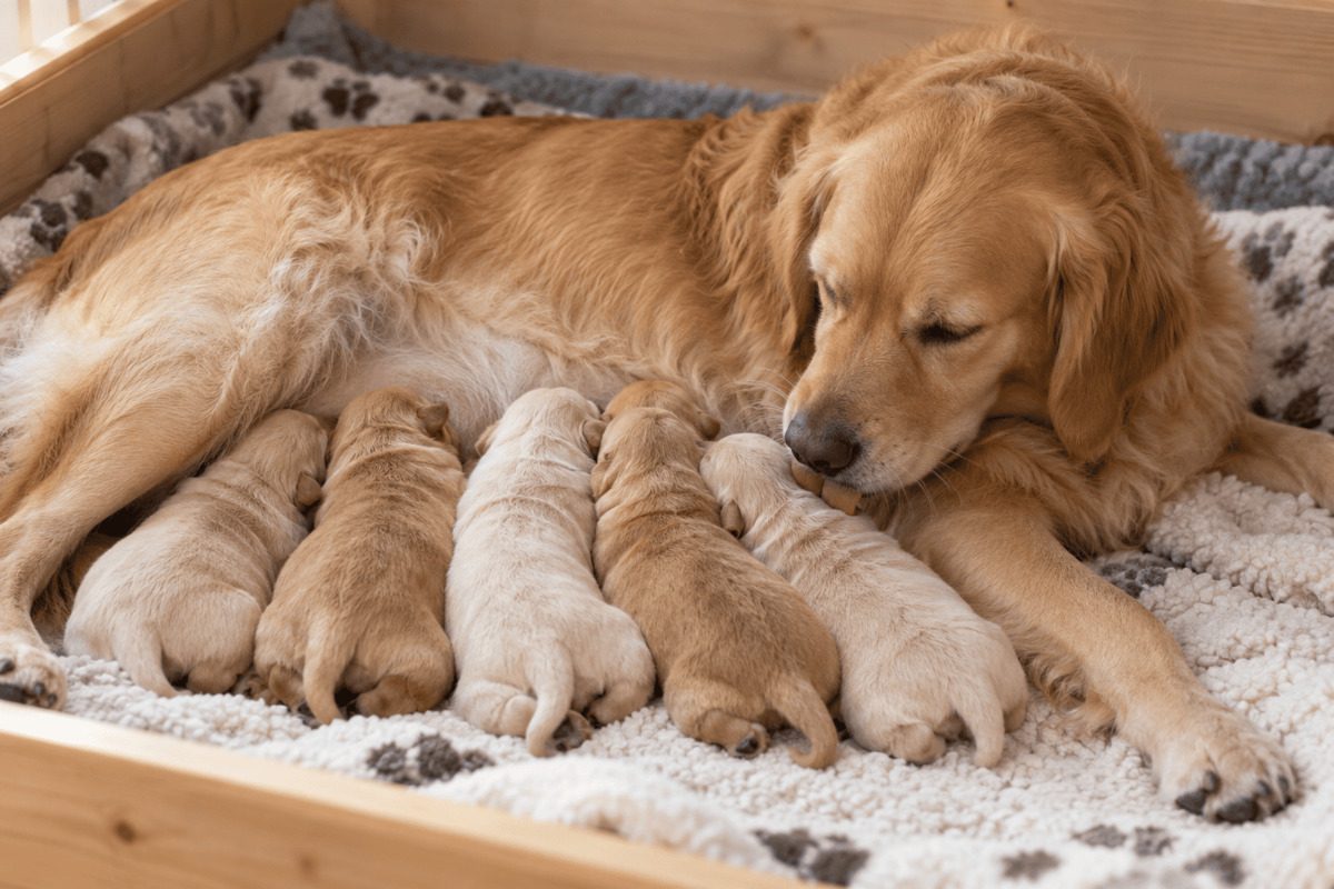 Golden-Retriever-Mutterhündin liegt mit mehreren säugenden Welpen in einer Wurfkiste und leckt einen Welpen.