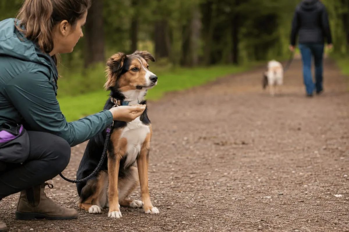 Handler crouching beside a leashed tricolor dog on a forest trail, offering a treat while the dog calmly watches another dog and person passing at a distance.