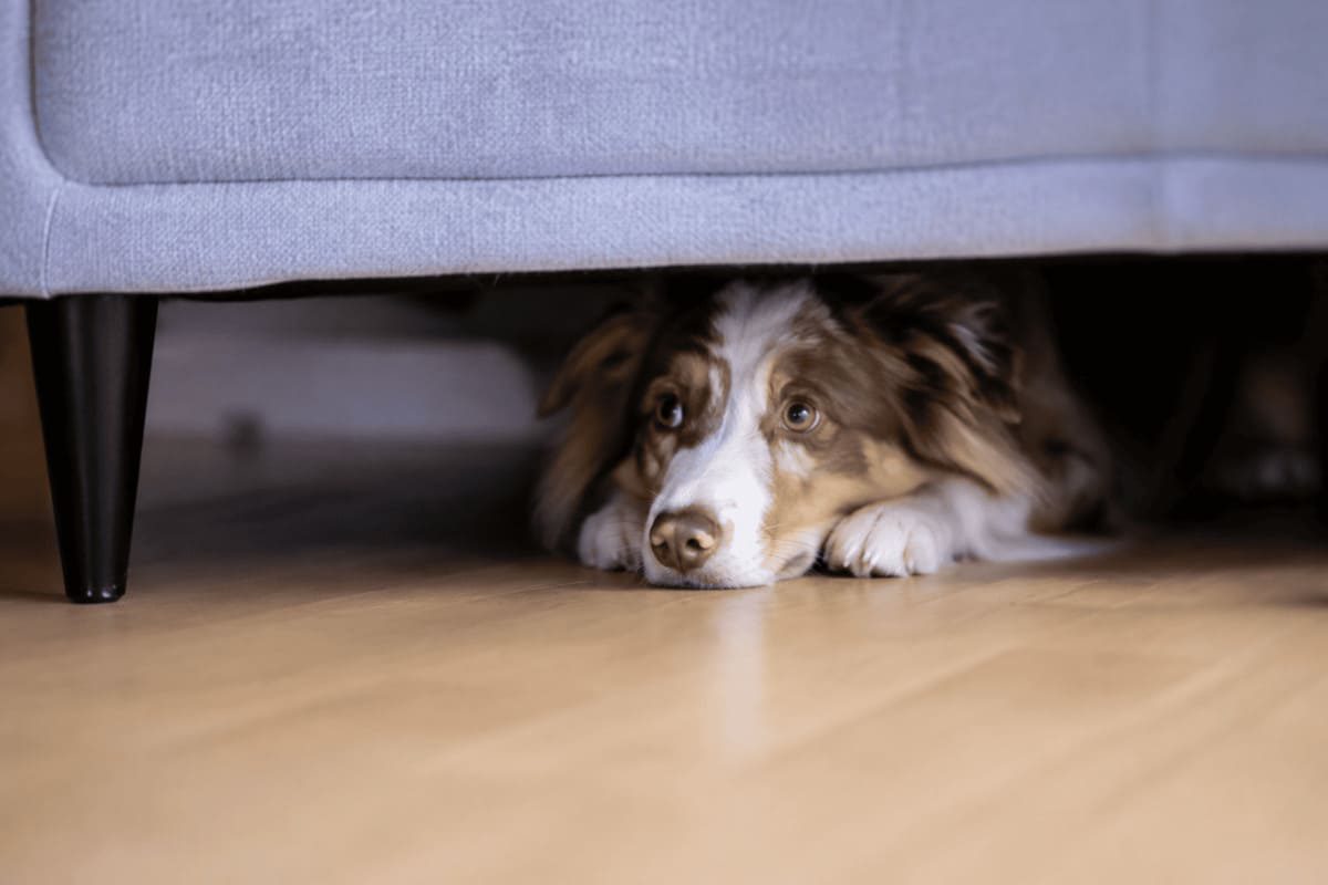 An anxious dog hiding under a sofa indoors during fireworks, lying low on the floor while colorful lights from the fireworks are visible outside the window.