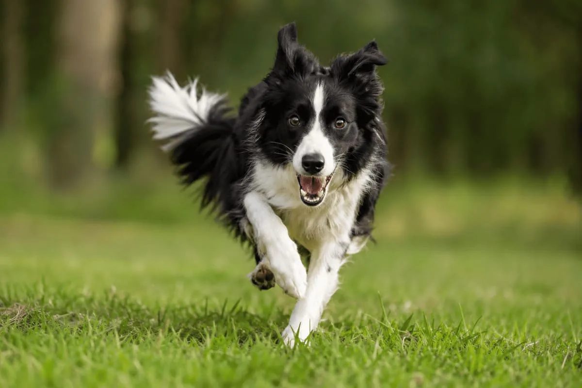 A highly energetic Border Collie running across a grassy field, focused and alert with ears raised and eyes fixed ahead. The image illustrates canine hyperactivity, attention, impulse control, and individual behavioral variation in a natural outdoor environment.