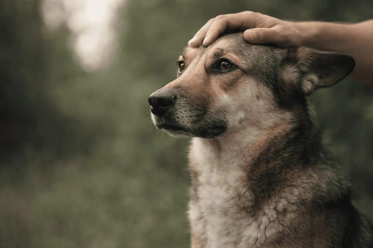 Calm and attentive dog being gently petted, representing emotional stability, bonding, and neurochemical balance in canine behavior