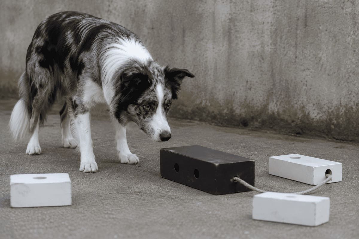 A dog attentively investigates a problem-solving task involving several objects and a rope-connected apparatus. The image illustrates behavioral flexibility, exploration, learning, and adaptive problem-solving in dogs.