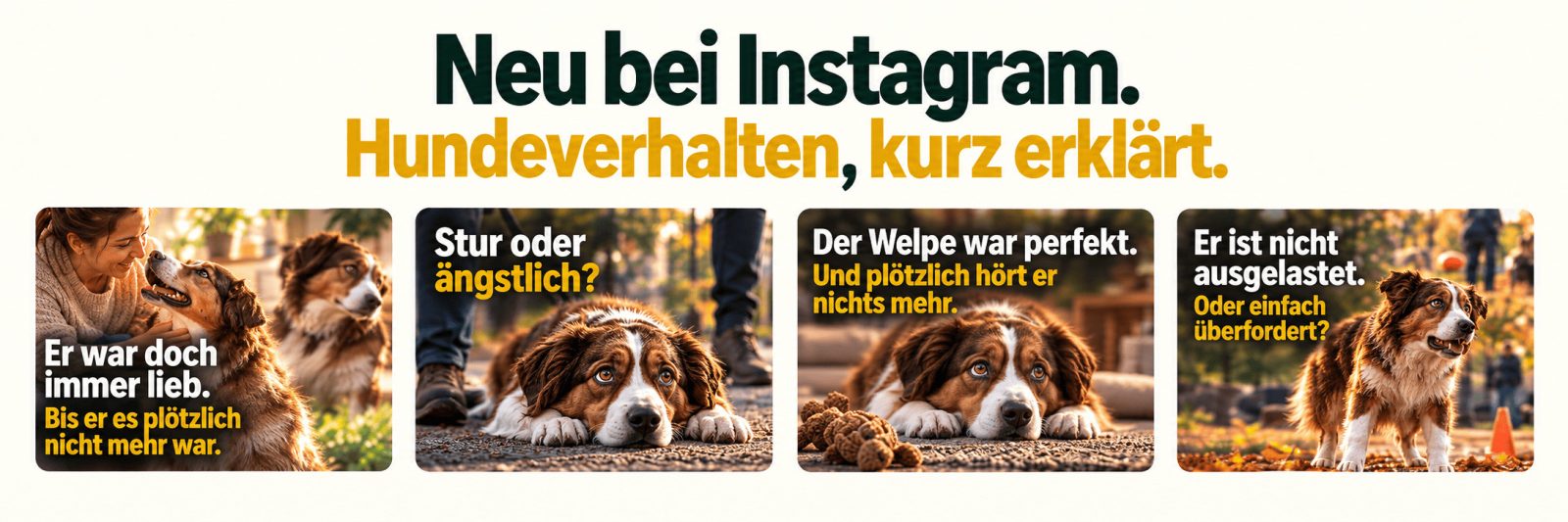 Neu bei Instagram: Hundeverhalten, kurz erklärt – vier Bilder mit Fragen aus dem Alltag, etwa „Stur oder ängstlich?“ und „Er ist nicht ausgelastet. Oder einfach überfordert?“