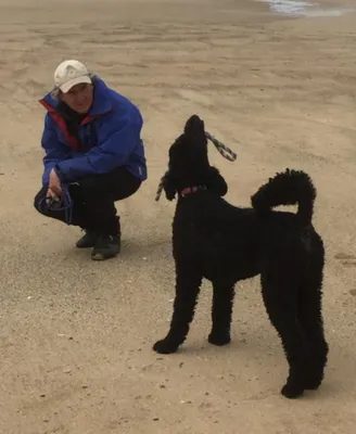 Michael Sauerwein – Hundetrainer bei unterHUNDs