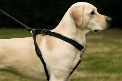 Labrador Retriever trägt ein schwarzes Erziehungsgeschirr an der Leine – Beispiel für ein Hundegeschirr mit Zugwirkung beim Spaziergang.
