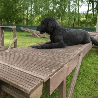Großpudel liegt entspannt auf einer Holzplattform im Training