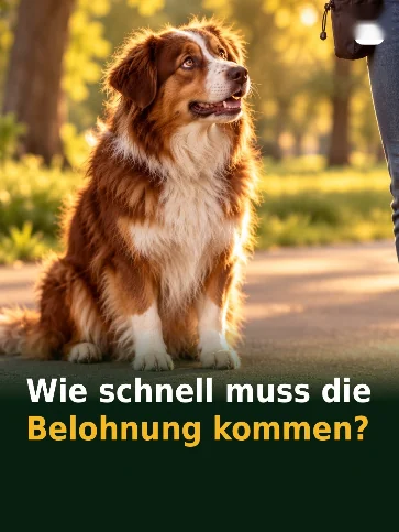 Wie schnell muss die Belohnung kommen?