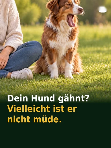 Dein Hund gähnt? Vielleicht ist er nicht müde.