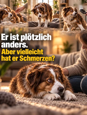 Er ist plötzlich anders. Aber vielleicht hat er Schmerzen?