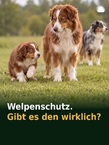 Welpenschutz. Gibt es den wirklich?